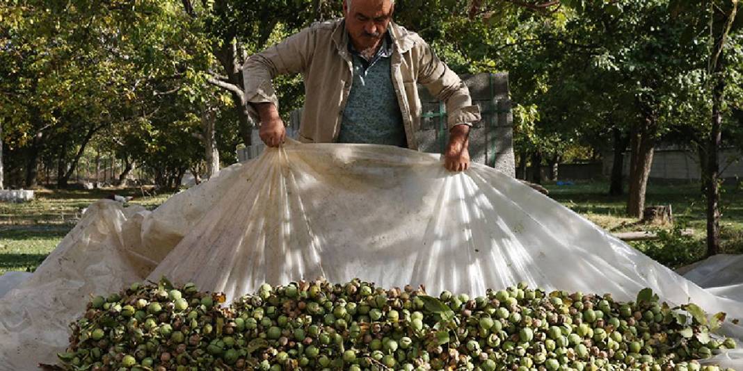 Süphan Dağı eteklerinden dünyaya uzanıyor! Bereketli hasat yok satıyor: Arap ülkeleri kimseye bırakmıyor 1
